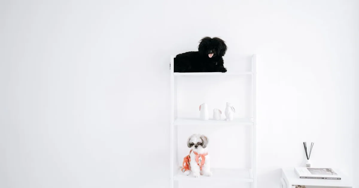 Carrefour - Comprar Mascotas