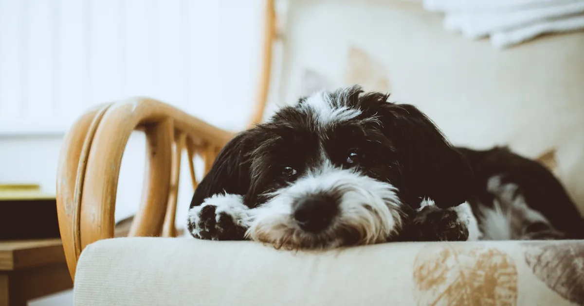 Leroy Merlin - Mascotas por 20-50 euros